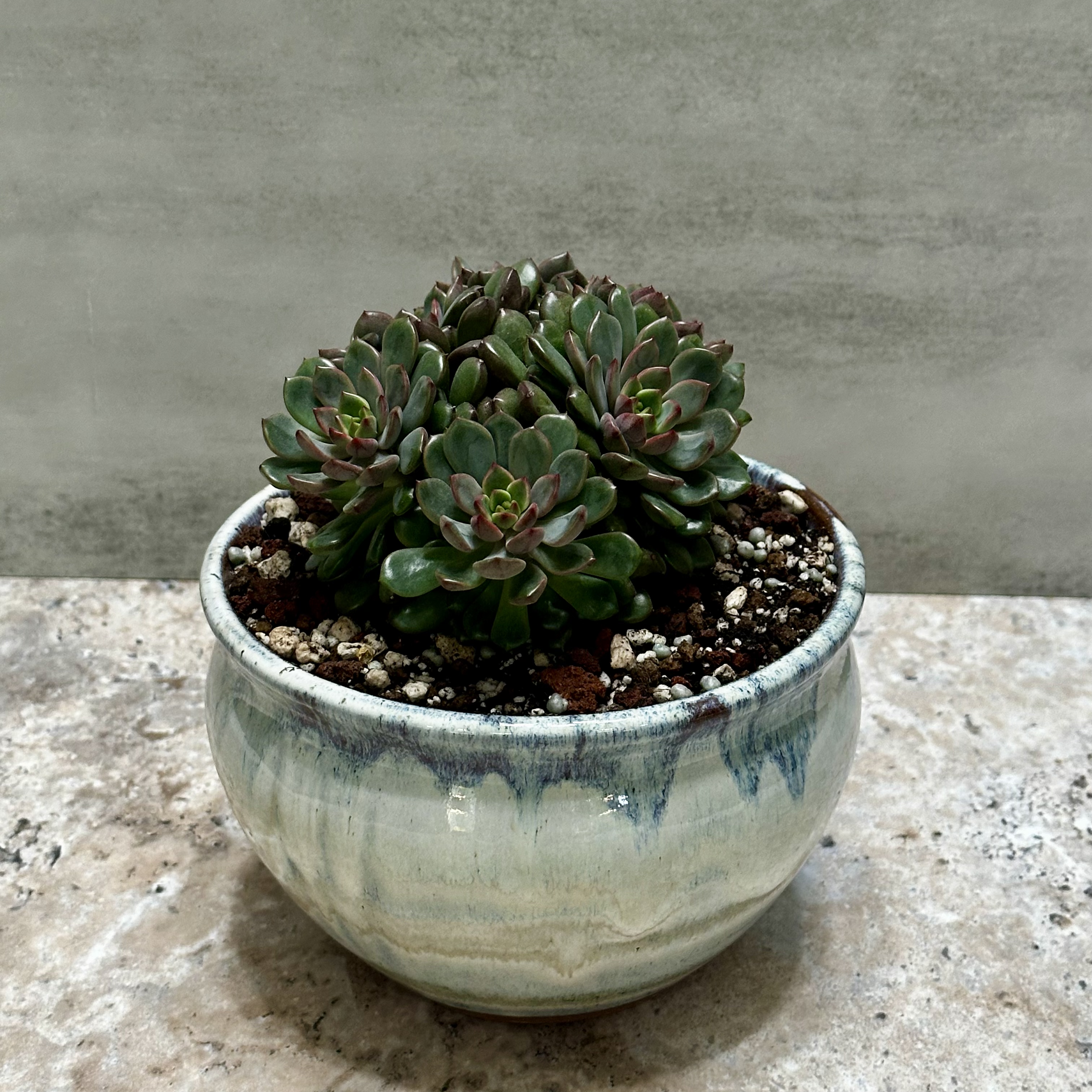 Photo of the plant species Pink Ruby Sedevaria by @Sarabelle29 named Ruby on Greg, the plant care app