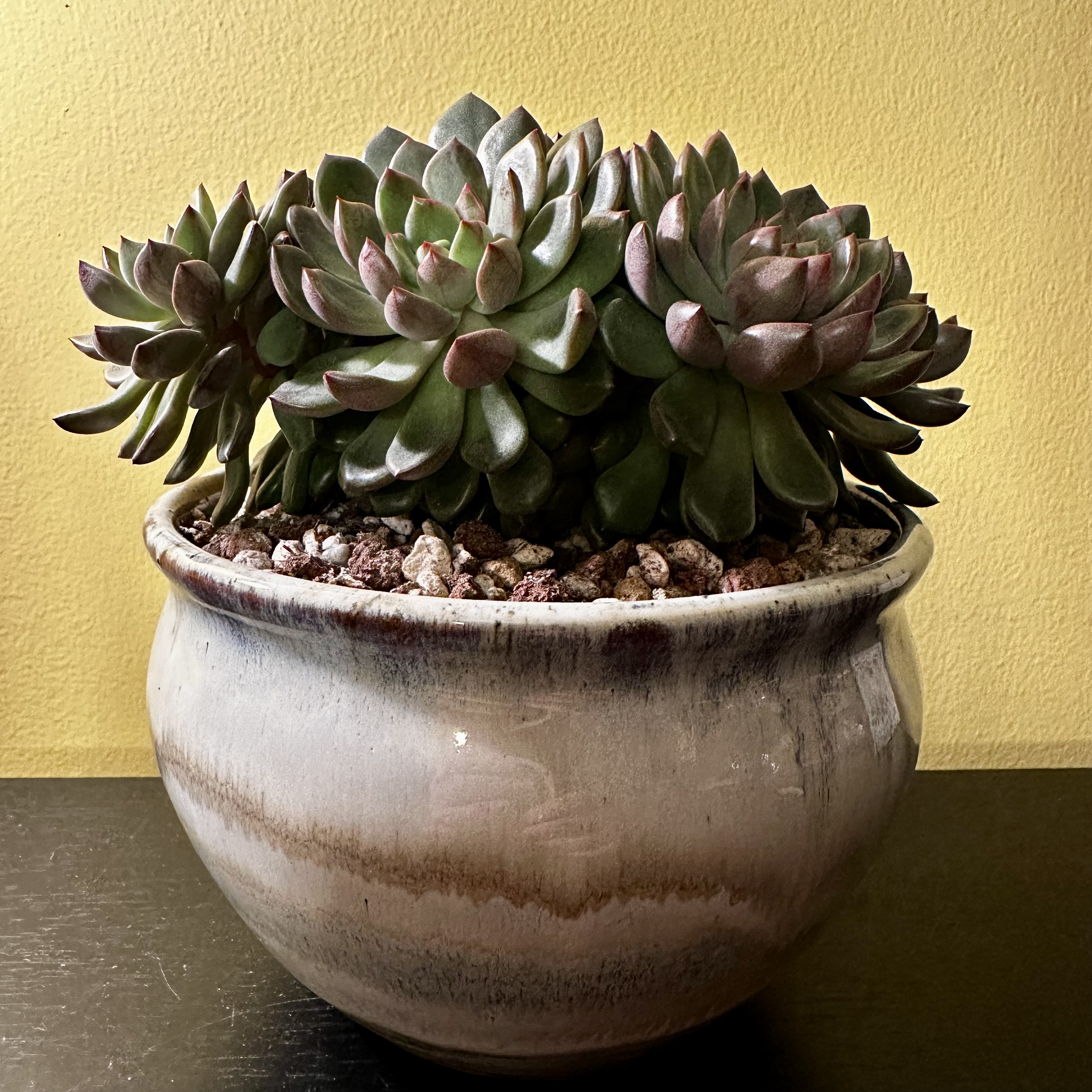 Photo of the plant species Pink Ruby Sedevaria by @Sarabelle29 named Ruby on Greg, the plant care app