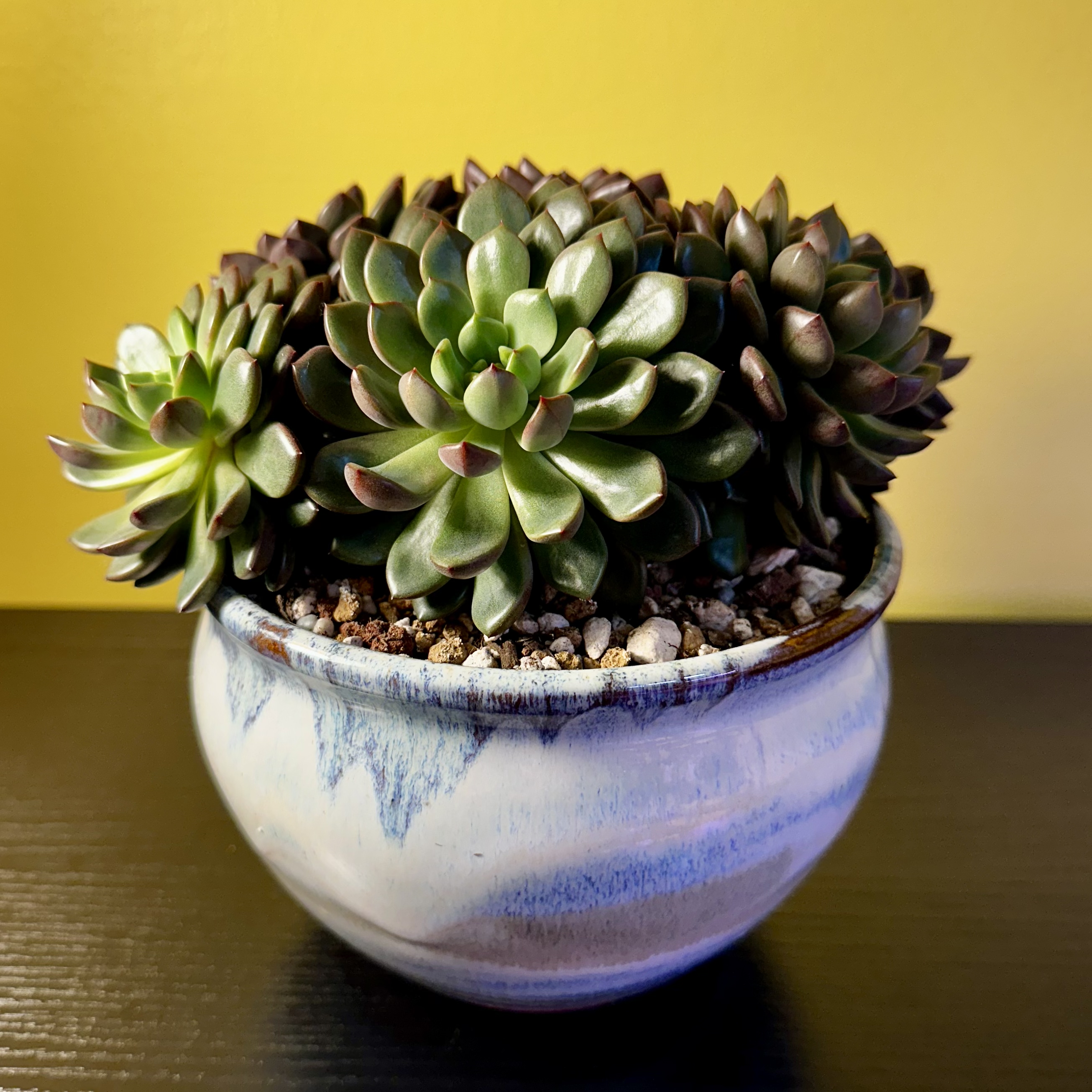 Photo of the plant species Pink Ruby Sedevaria by @Sarabelle29 named Ruby on Greg, the plant care app