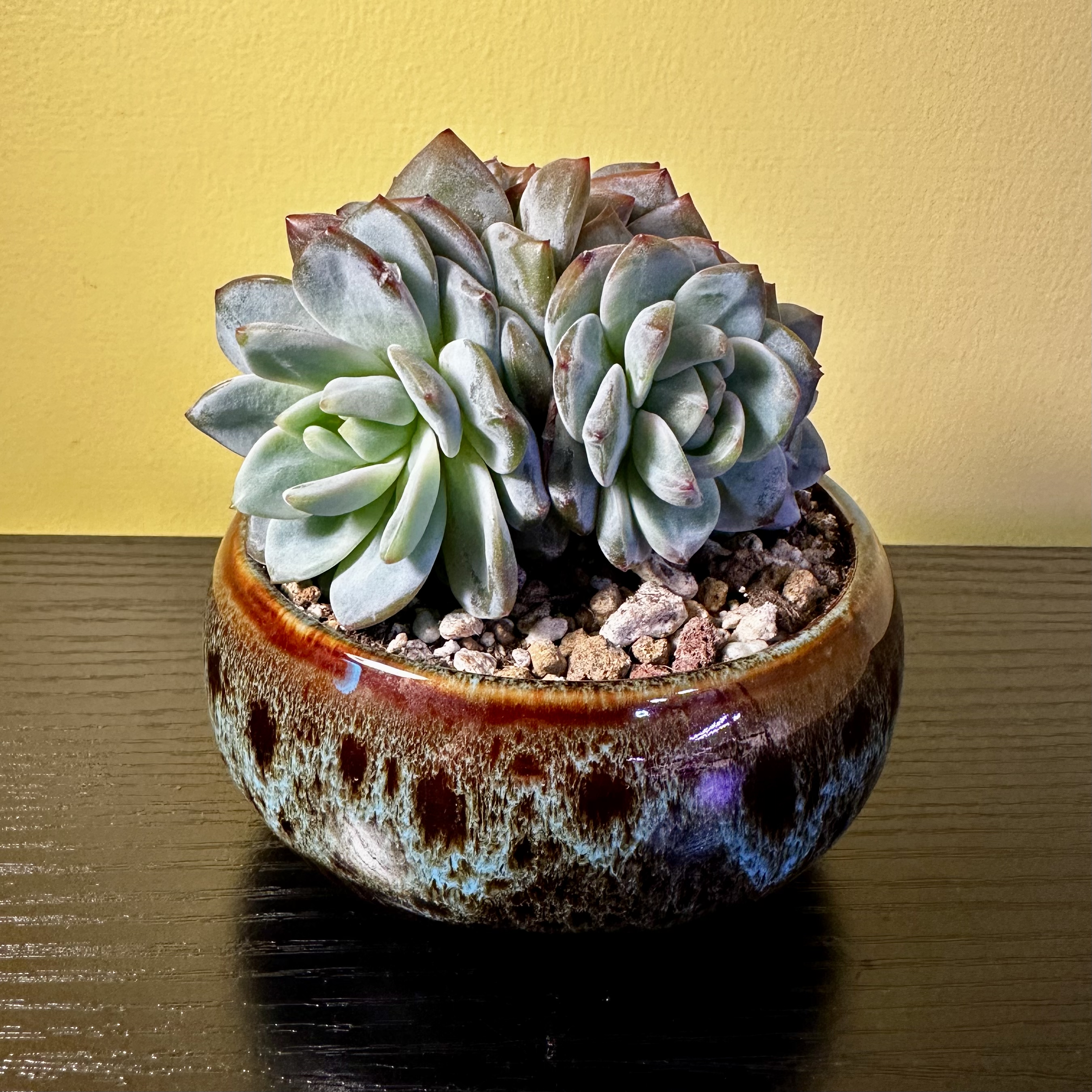 Photo of the plant species Echeveria Star Mark by @Sarabelle29 named Star on Greg, the plant care app