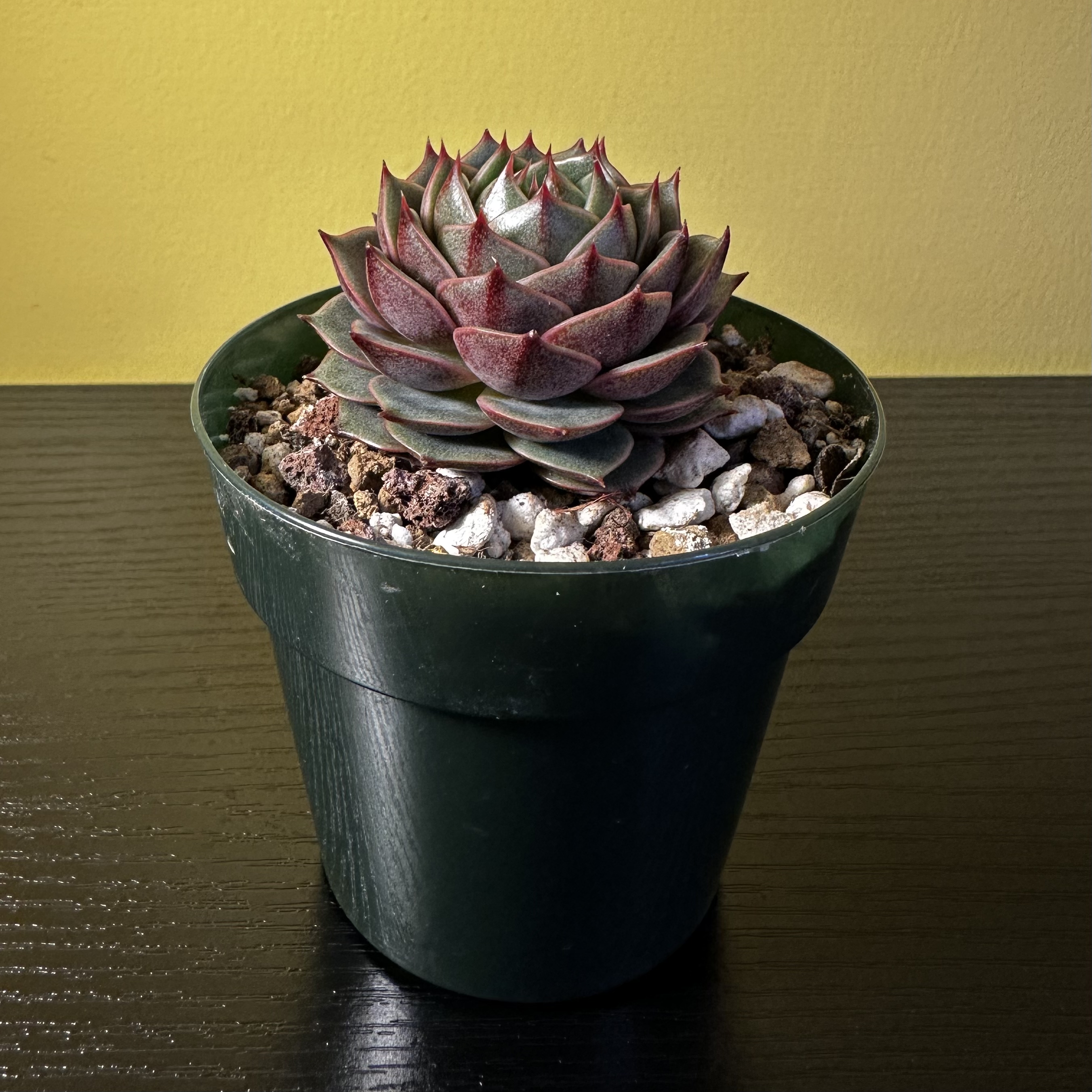 Photo of the plant species Ben Badis Echeveria by @Sarabelle29 named Lola on Greg, the plant care app