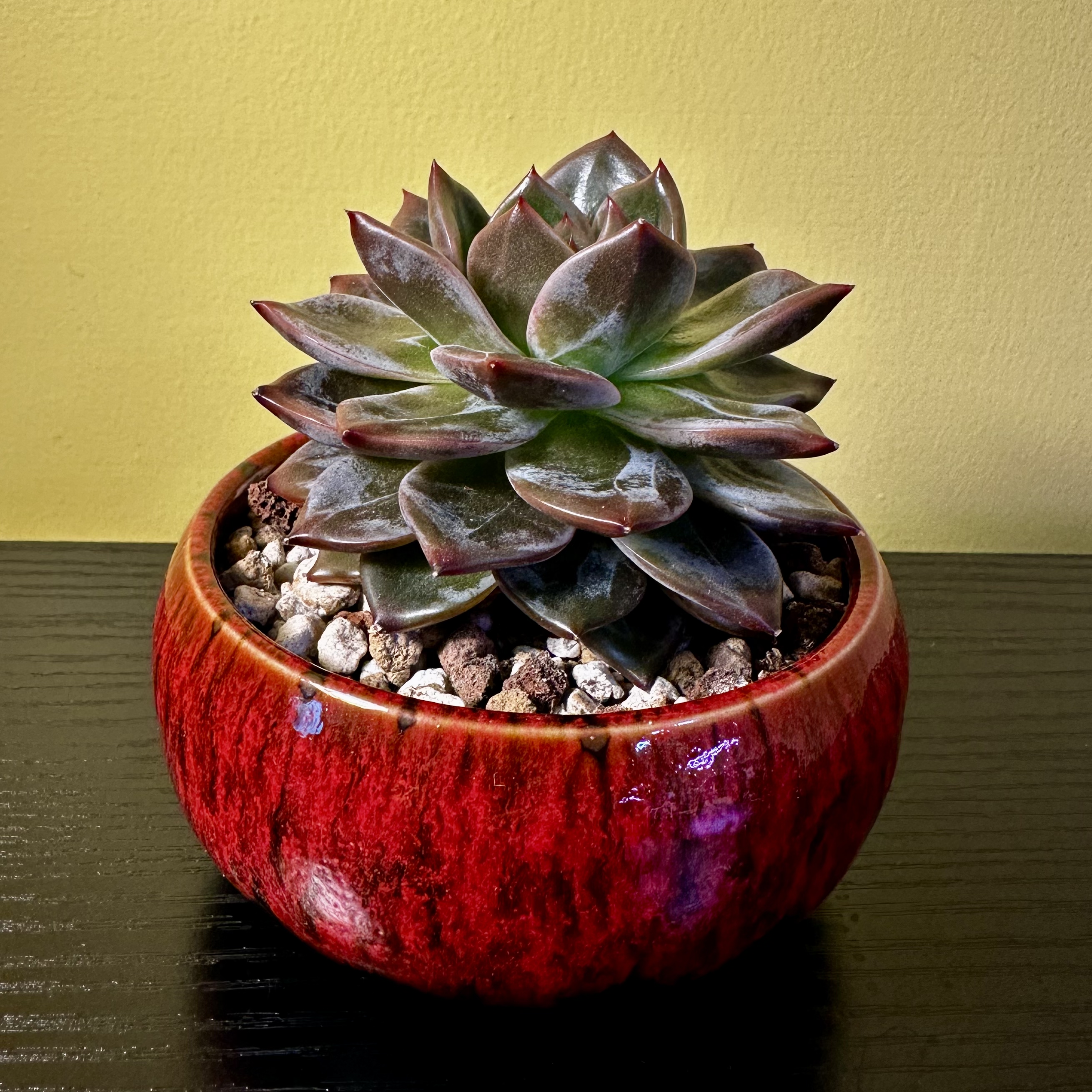 Photo of the plant species Daredevil by @Sarabelle29 named Delilah on Greg, the plant care app
