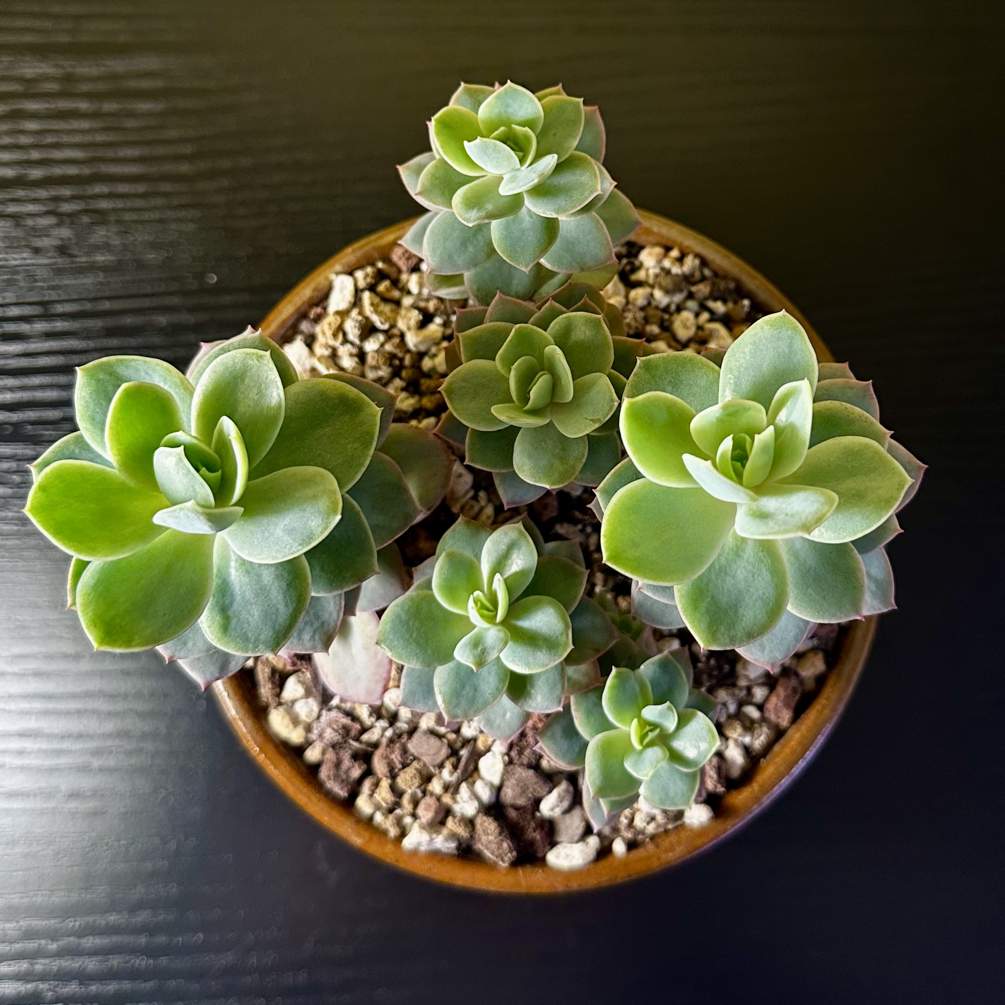Photo of the plant species Echeveria 'Silk Veil' by @Sarabelle29 named Poppy on Greg, the plant care app