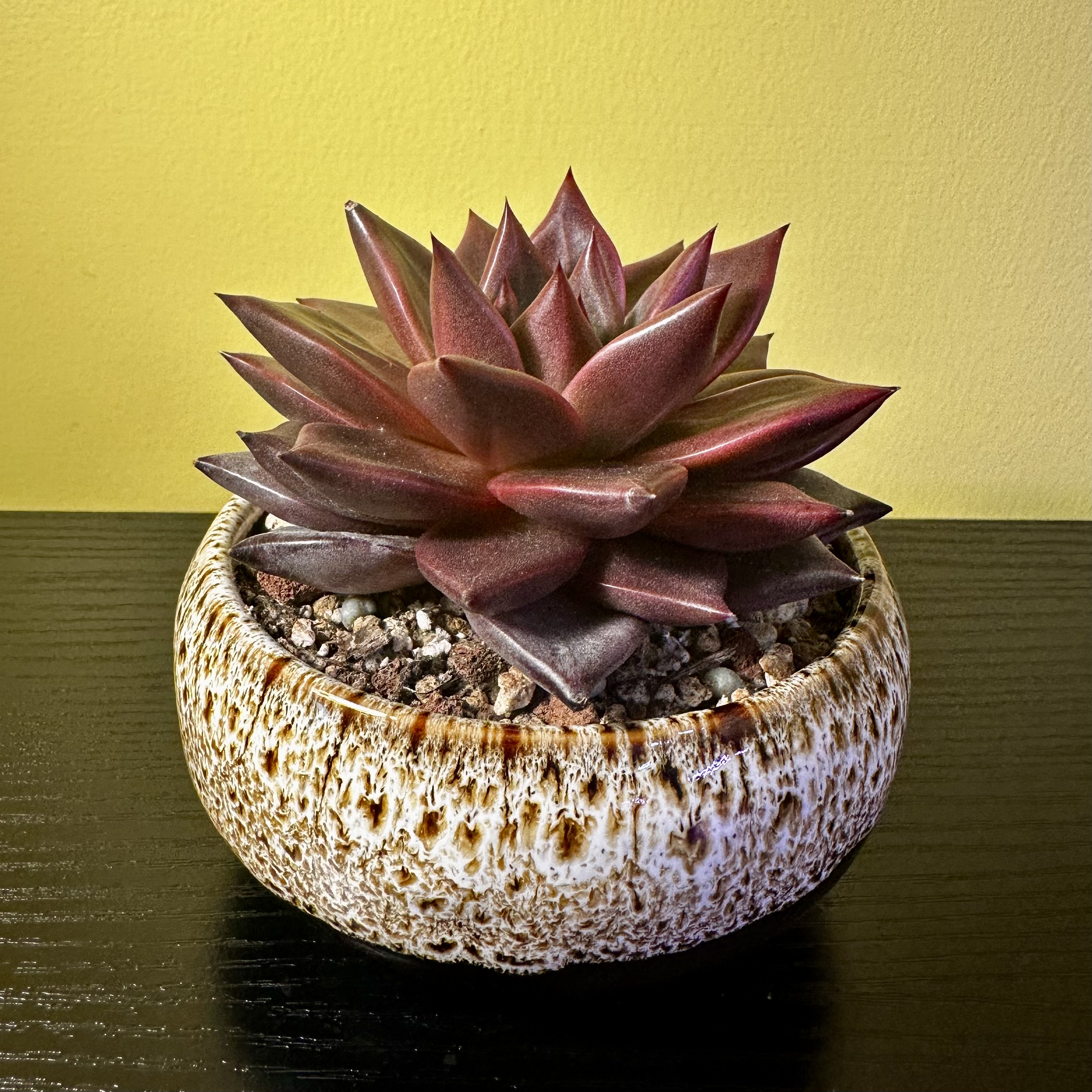 Photo of the plant species echeveria Romeo by @Sarabelle29 named Naomi on Greg, the plant care app