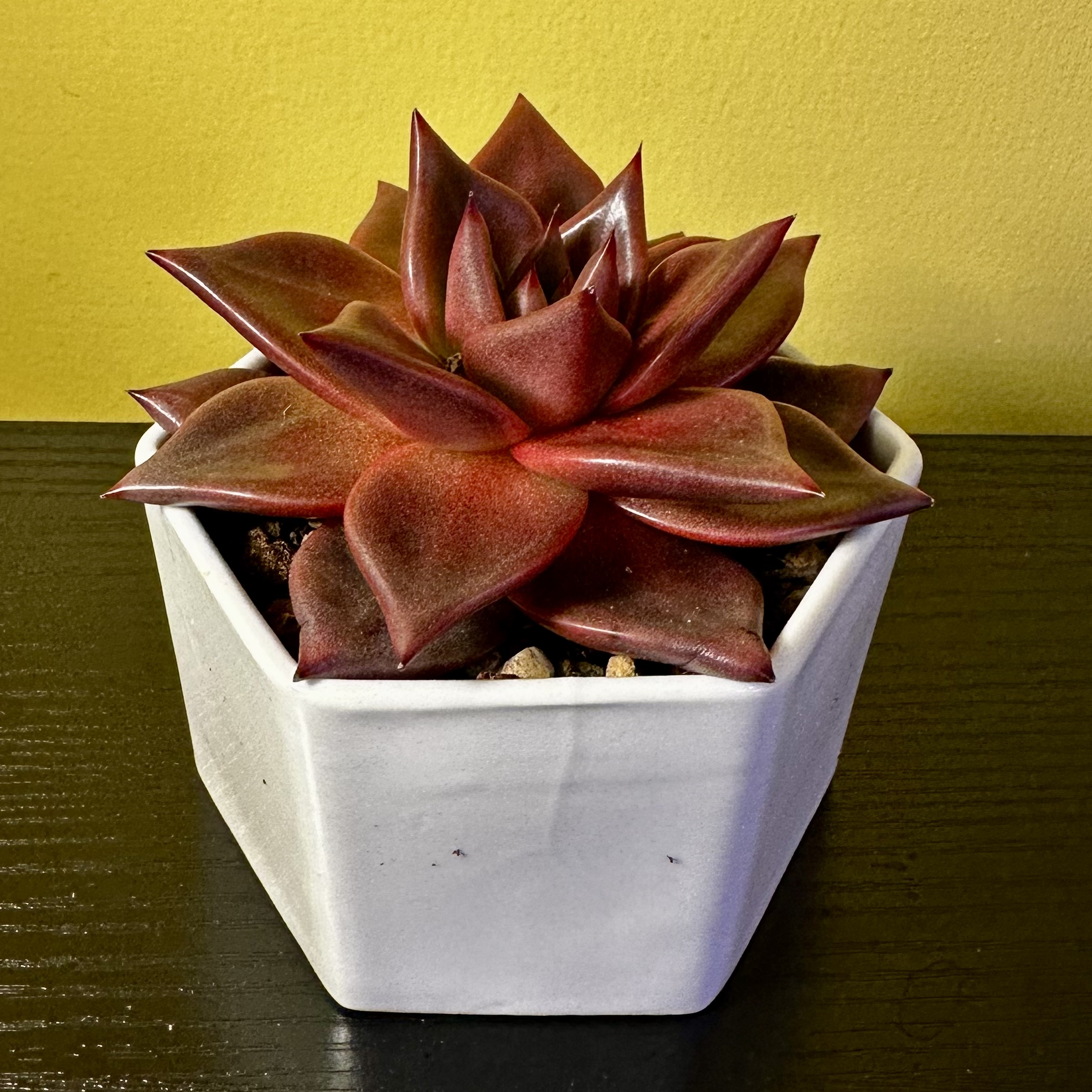 Photo of the plant species echeveria Romeo by @Sarabelle29 named Elle on Greg, the plant care app