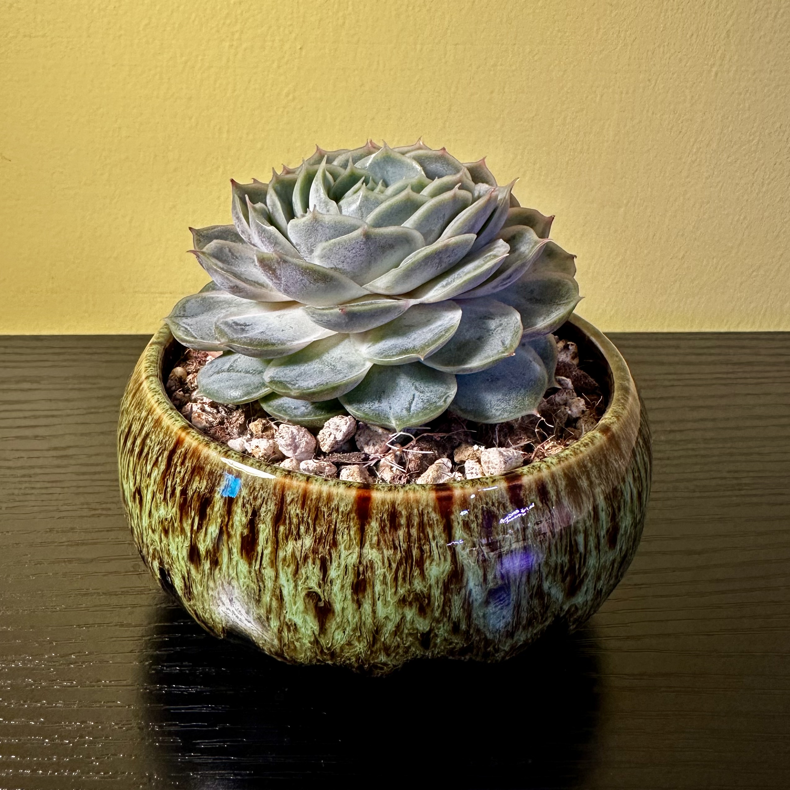 Photo of the plant species Echeveria 'Michella' by @Sarabelle29 named Elina on Greg, the plant care app