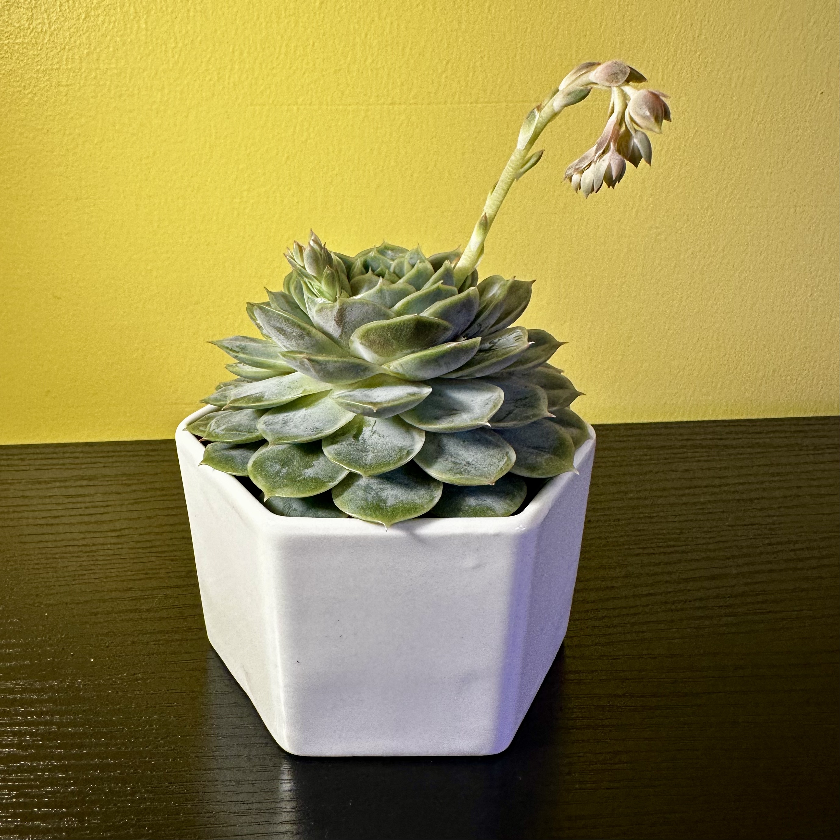 Photo of the plant species Echeveria 'Michella' by @Sarabelle29 named Willow on Greg, the plant care app