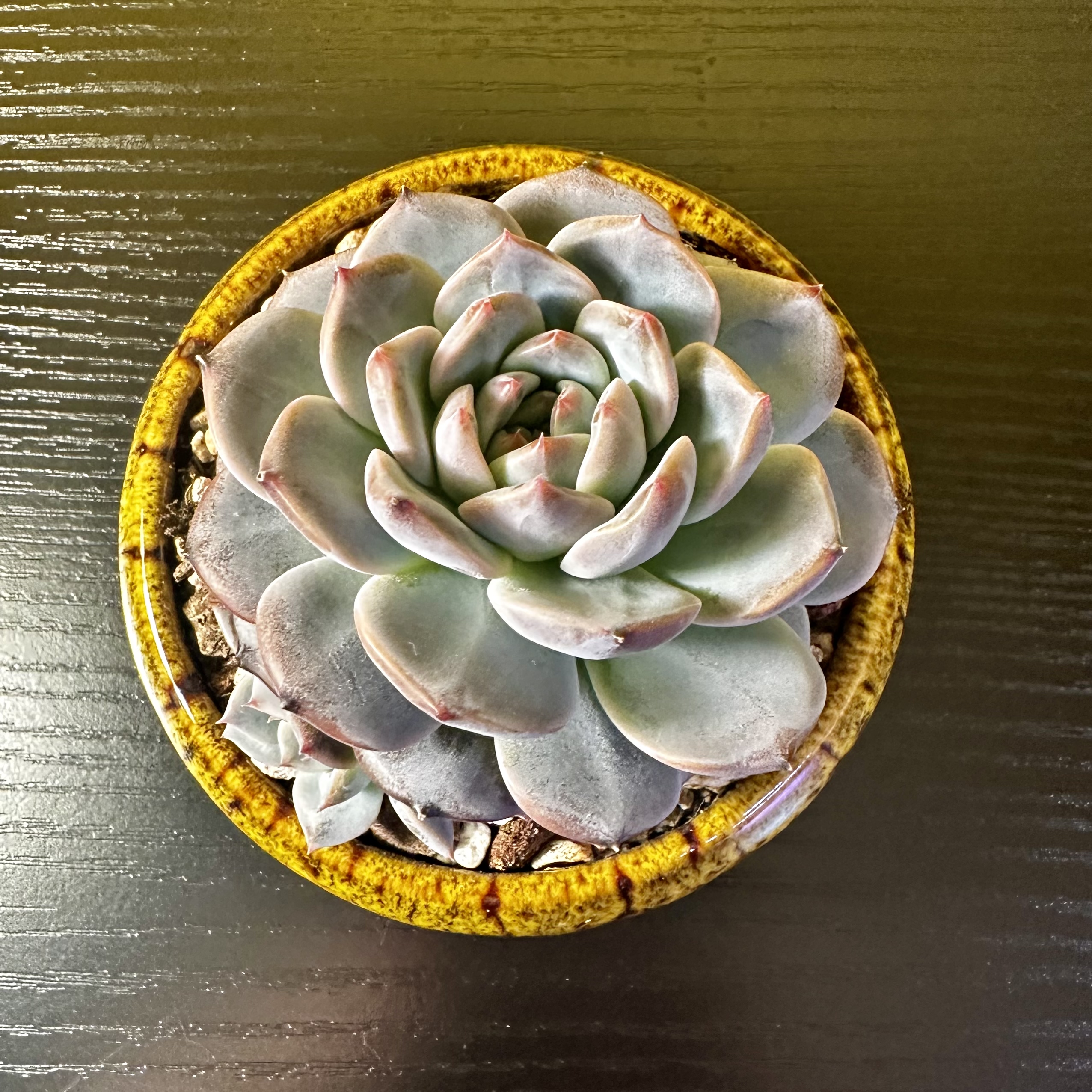 Photo of the plant species Little Beauty by @Sarabelle29 named Harmony on Greg, the plant care app