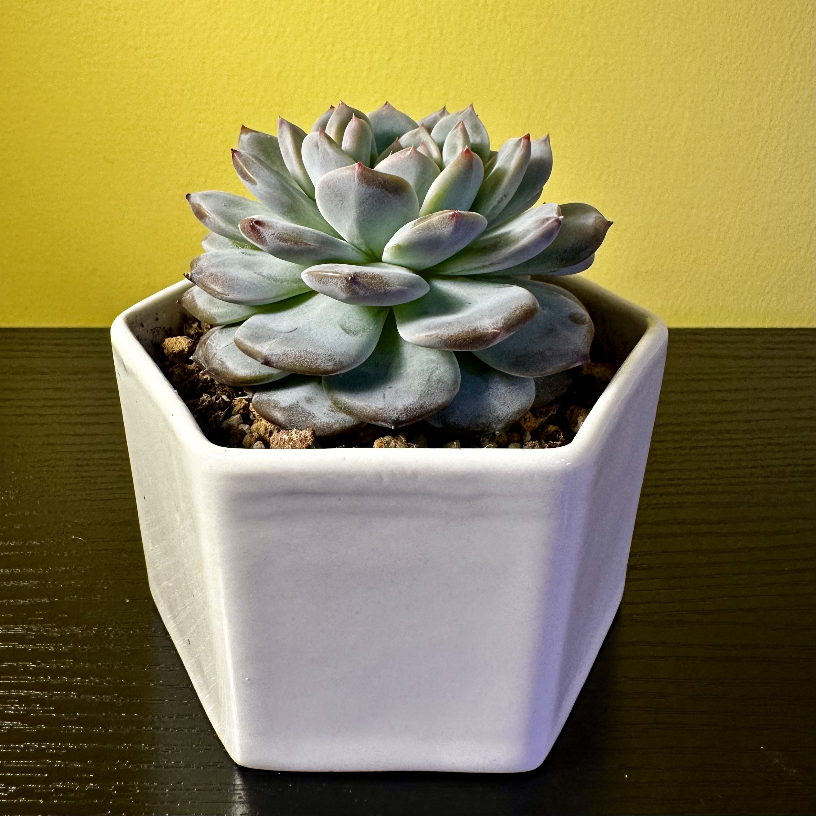Photo of the plant species Little Beauty by @Sarabelle29 named Luna on Greg, the plant care app
