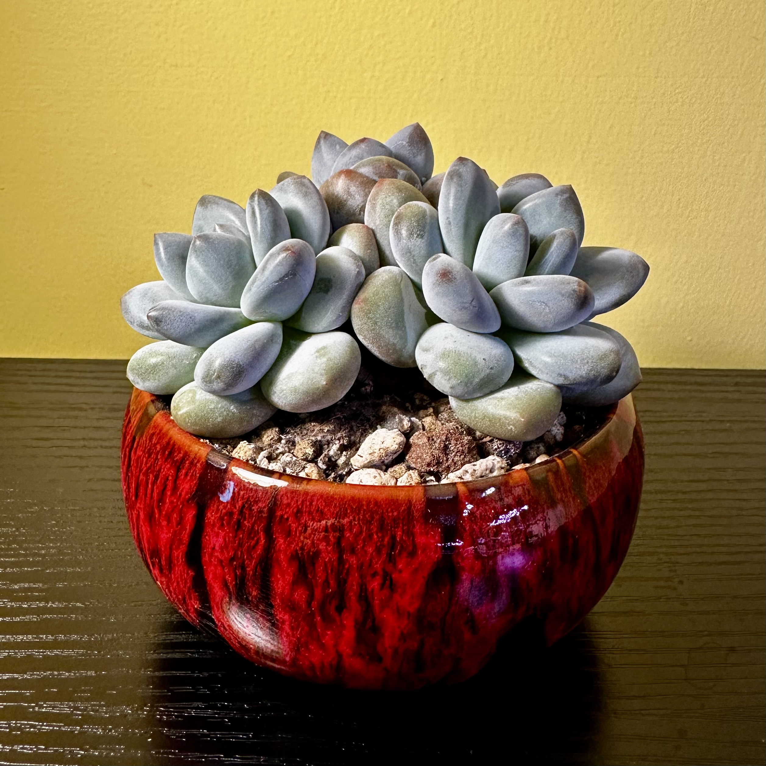 Photo of the plant species Pachyveria 'Elaine' by @Sarabelle29 named McKinley on Greg, the plant care app