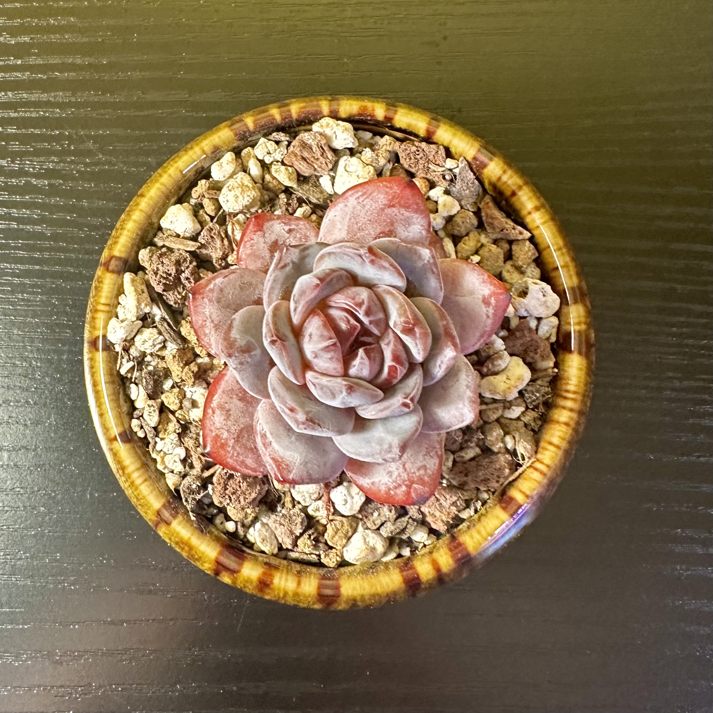 Photo of the plant species Strawberry Almond by @Sarabelle29 named Berry on Greg, the plant care app