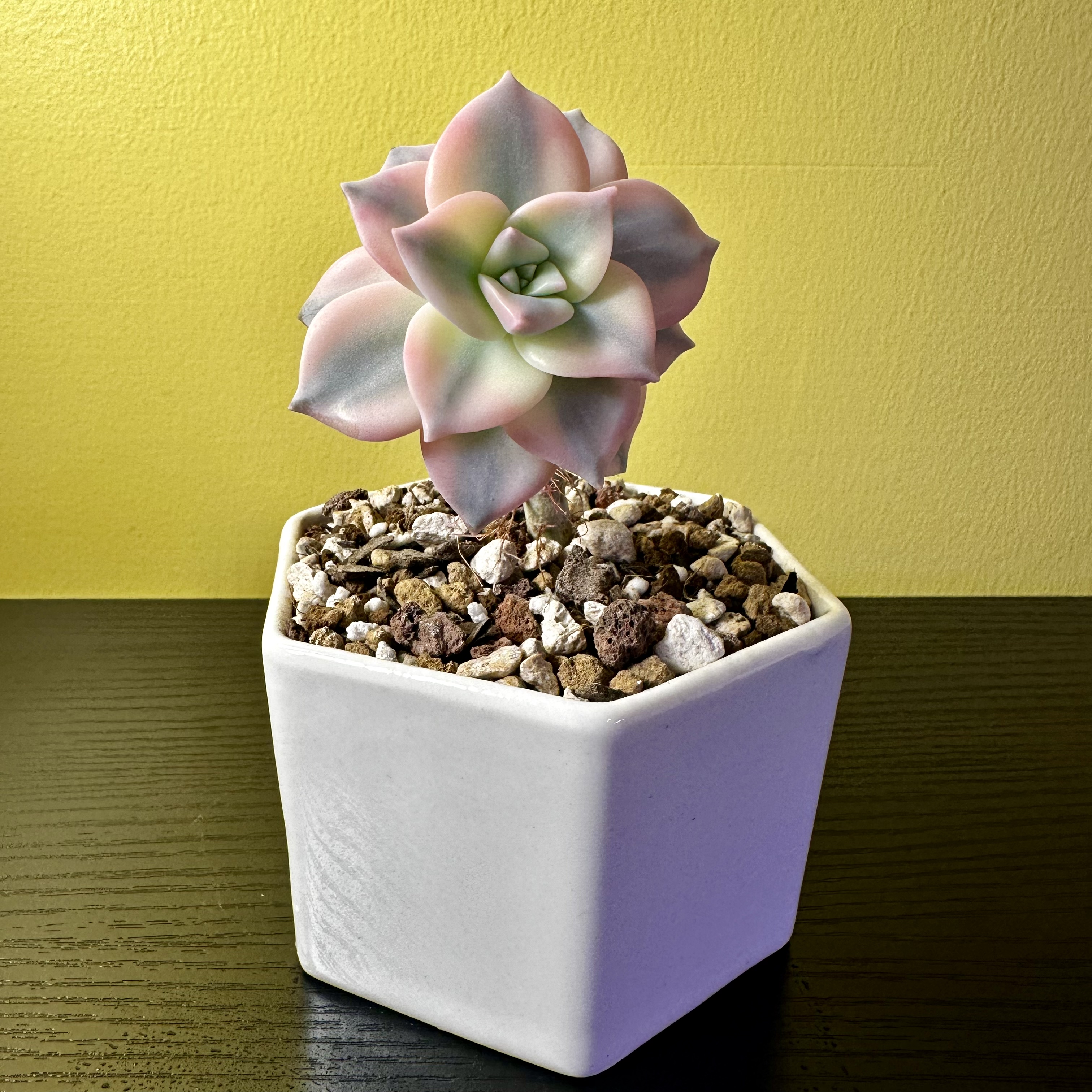 Photo of the plant species Graptopetalum 'Purple Delight' by @Sarabelle29 named Delight on Greg, the plant care app