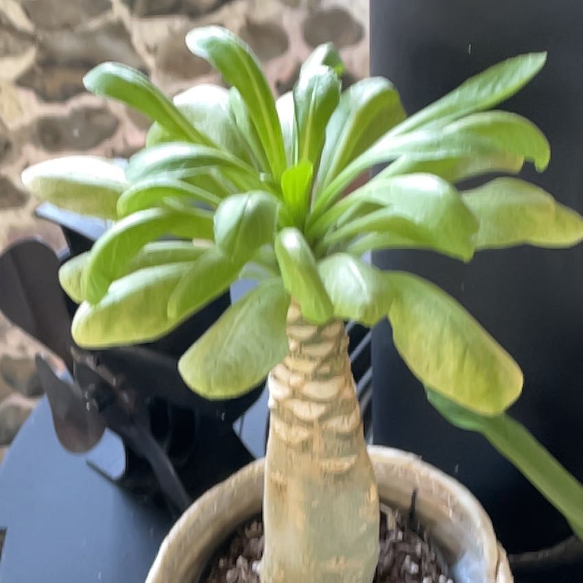 Photo of the plant species Hawaiian Palm by @KeyChaya9 named Xena on Greg, the plant care app