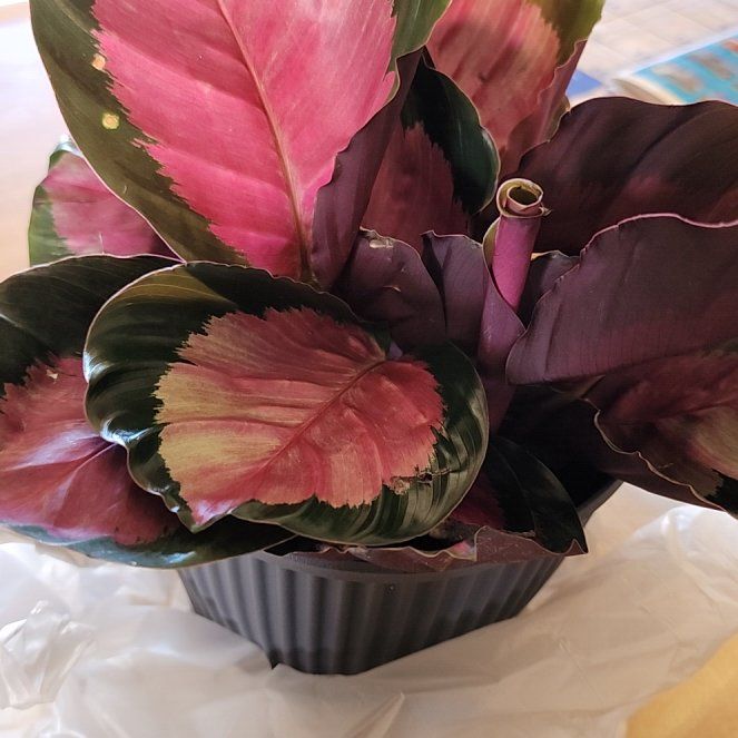 Photo of the plant species crimson rose calathea by @SensuousPhlox named Mando on Greg, the plant care app