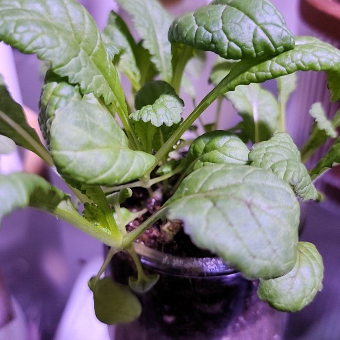 Photo of the plant species Japanese Giant Red Mustard by @SensuousPhlox named Gaga on Greg, the plant care app
