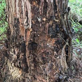 Photo of the plant species Torrey Pine by @GlossyPecan0 named Cleopatra on Greg, the plant care app