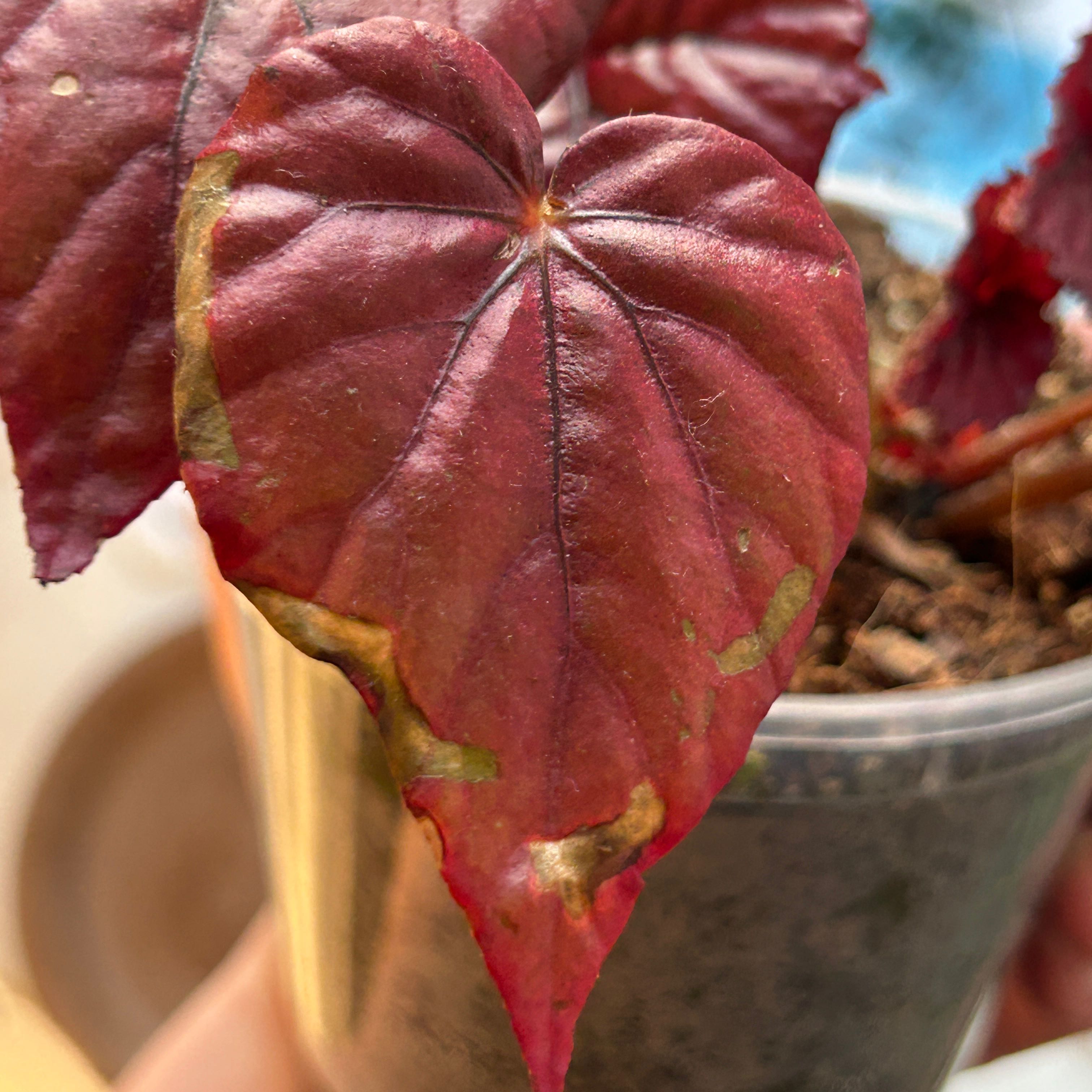 Photo of the plant species Begonia Beleaf® 'Inca Flame' by @SturdyRedbush named Sproutacus on Greg, the plant care app