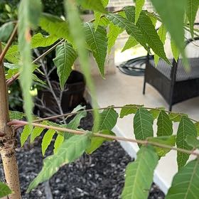 Photo of the plant species Tree-of-Heaven by @GemWildbasil20 named Daphne on Greg, the plant care app