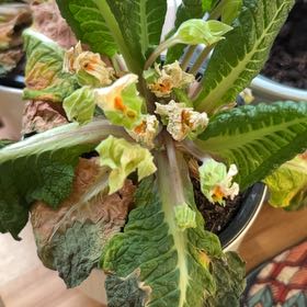 Photo of the plant species Cowslip Primrose by @AproposAster22 named Athena on Greg, the plant care app