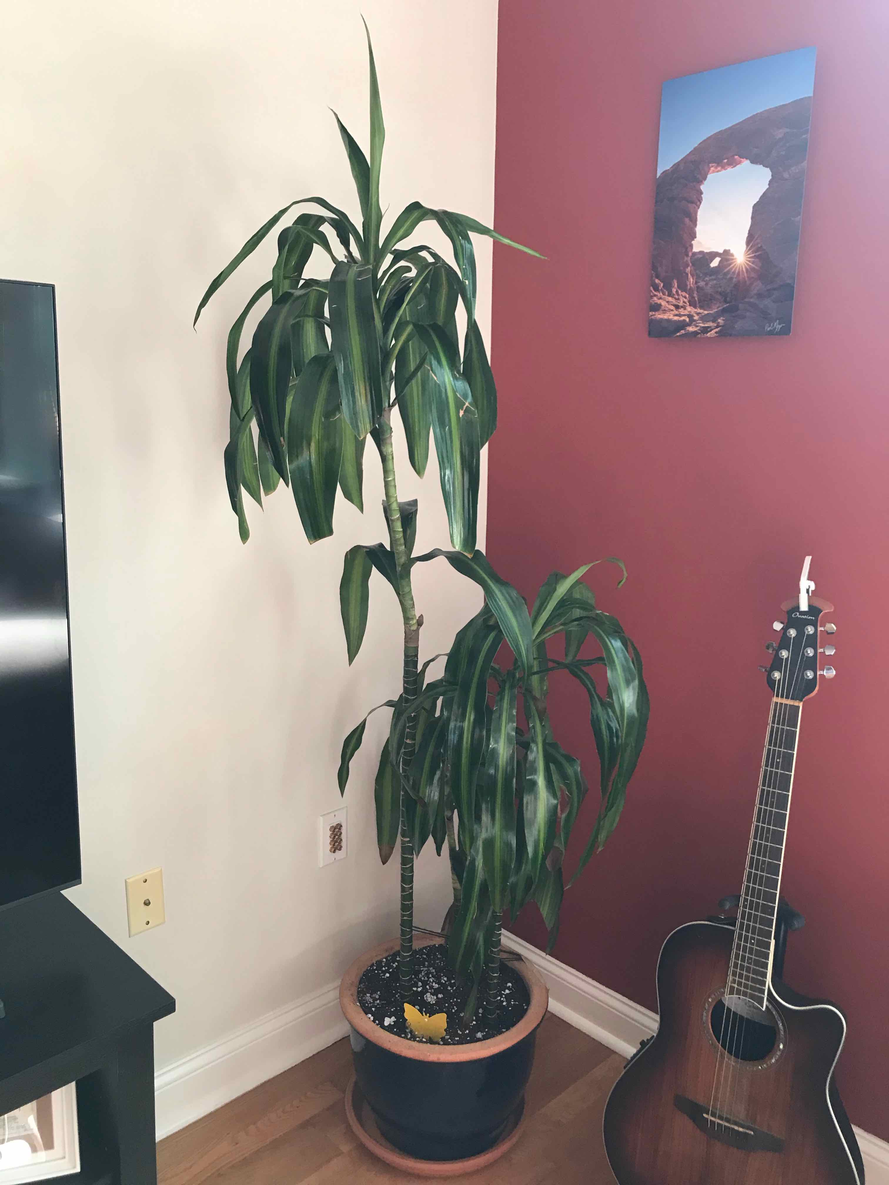 Dracaena 'Hawaiian Sunshine' plant in a pot indoors, healthy with green leaves.