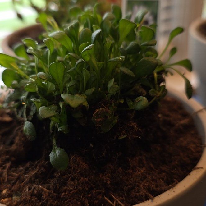 Photo of the plant species Miniature Daisy by @PoshCosmo58 named Demi on Greg, the plant care app