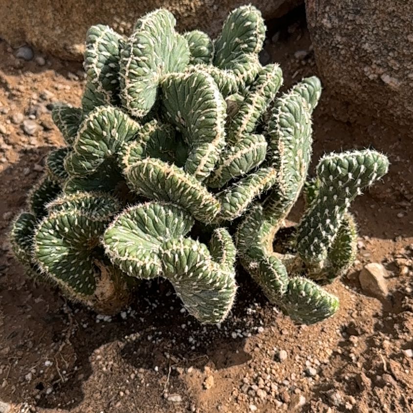 Photo of the plant species Opuntia Cylindrica Crest by @VipViolet44 named Sigmund on Greg, the plant care app