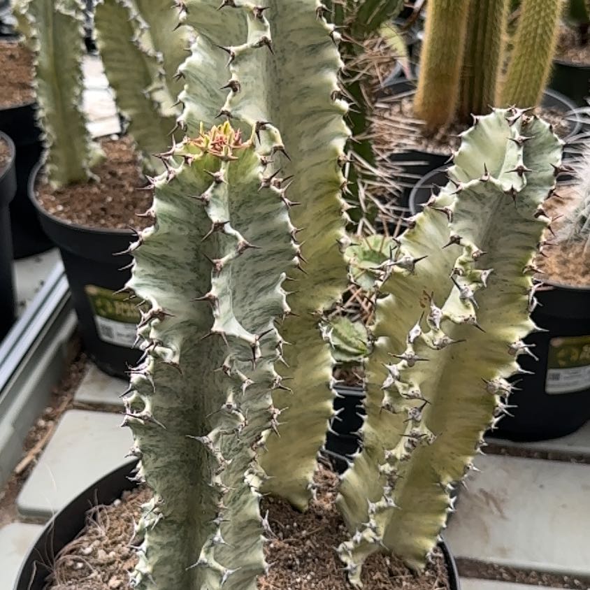 Photo of the plant species African Golden Candelabra by @VipViolet44 named Wall-E on Greg, the plant care app