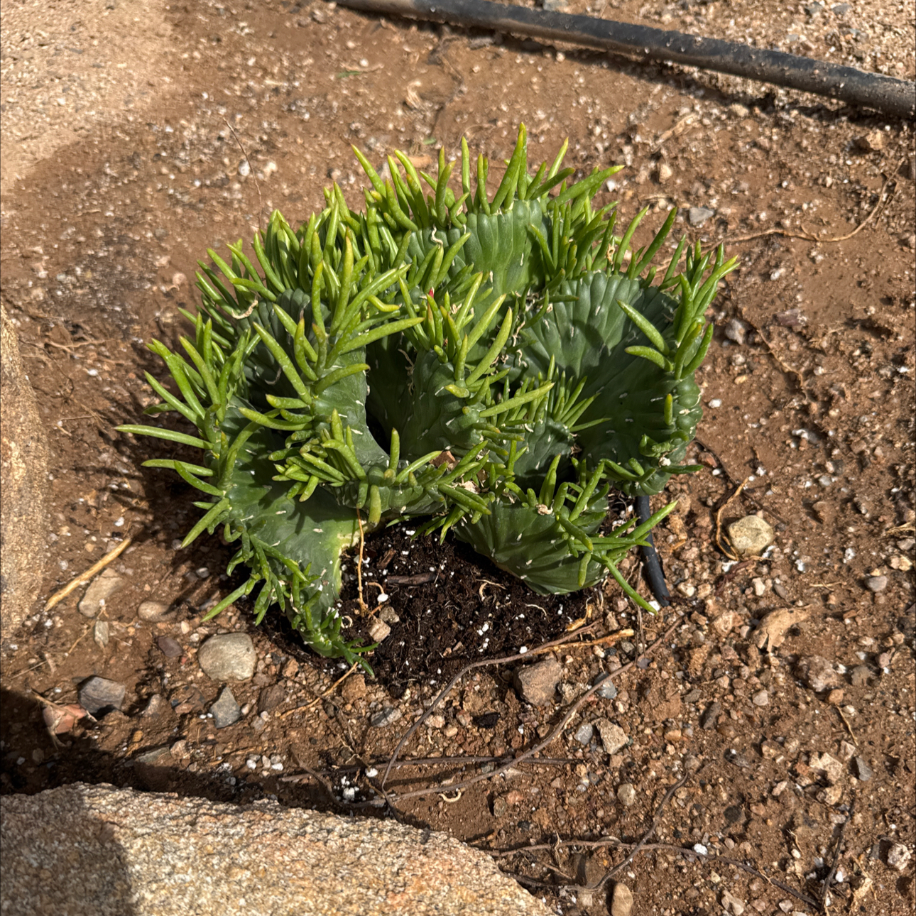 Photo of the plant species Crested eve's needle by @VipViolet44 named Sahara on Greg, the plant care app
