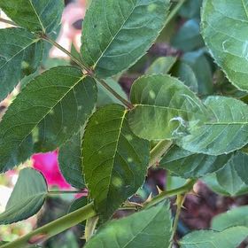 Photo of the plant species Flowering Ash by @LuminousOxlip named Ulysses S Plant on Greg, the plant care app