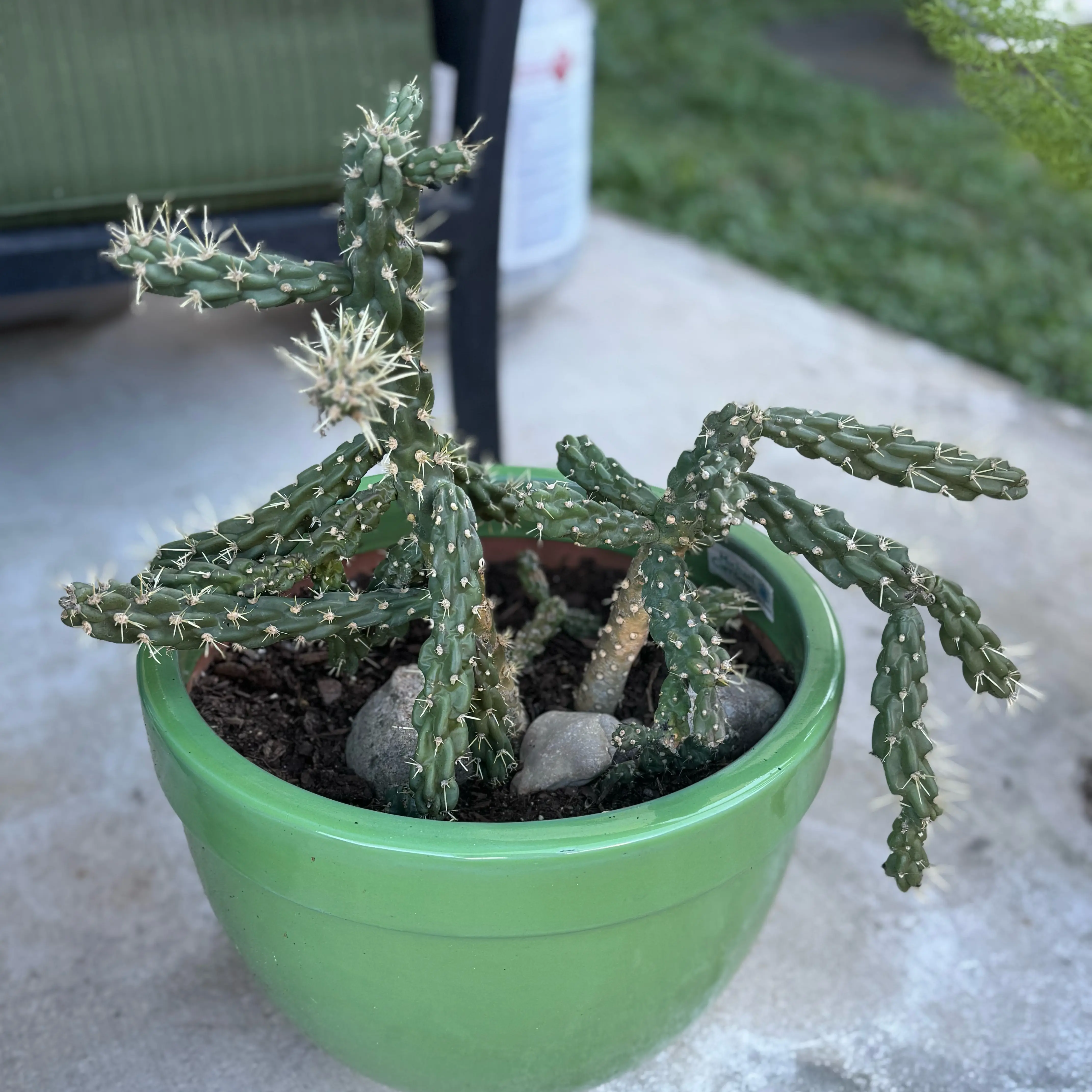 Photo of the plant species Cane prickly-pear cactus by @TidyWildramp41 named Harry on Greg, the plant care app