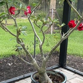 Desert Rose Plant plant in Naples, Florida