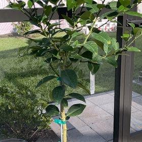 Key Lime Tree plant in Naples, Florida