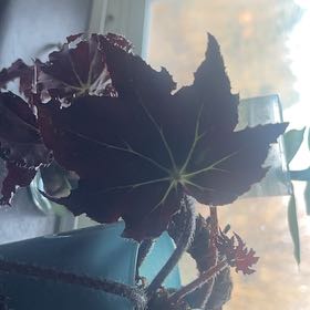 Photo of the plant species Begonia 'Gaystar' by @HighCatnip66 named Emerson on Greg, the plant care app