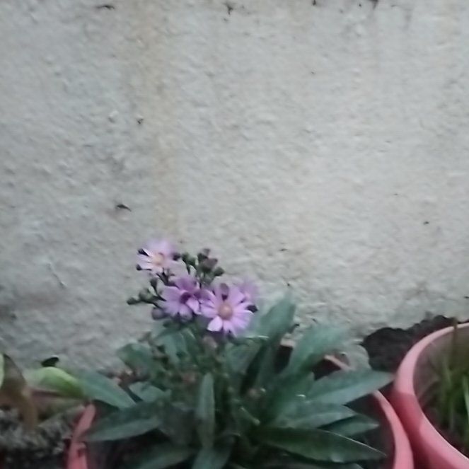 Photo of the plant species Fairy Foxglove by @FragrantGrass0 named Miley on Greg, the plant care app