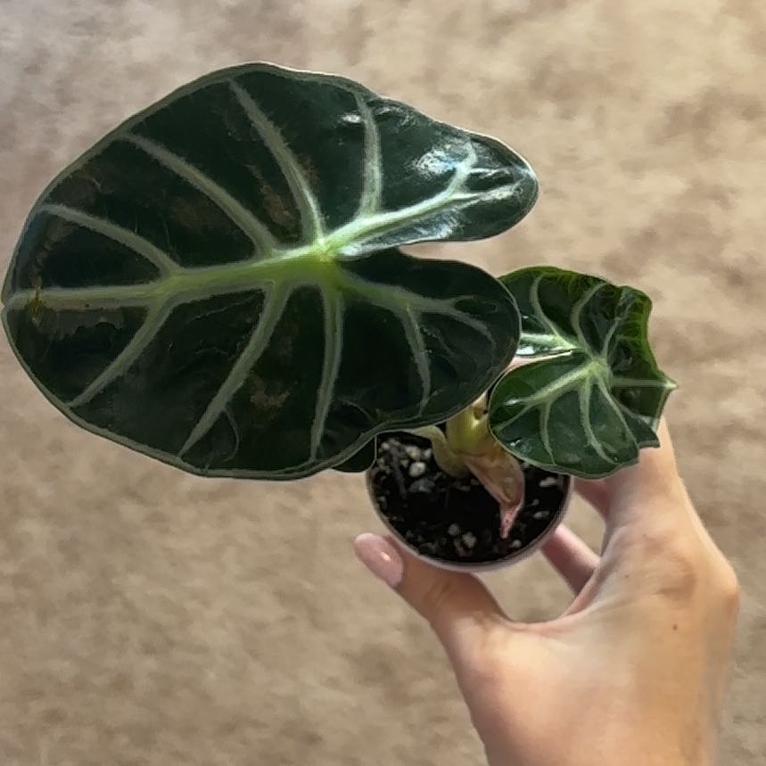 Photo of the plant species Balloon Heart by @GamesomeSedum86 named Forrest on Greg, the plant care app