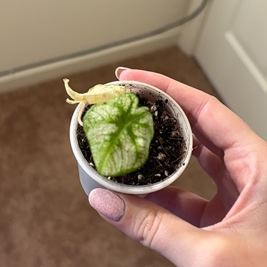 Photo of the plant species Caladium White Wonder by @GamesomeSedum86 named Tolkien on Greg, the plant care app