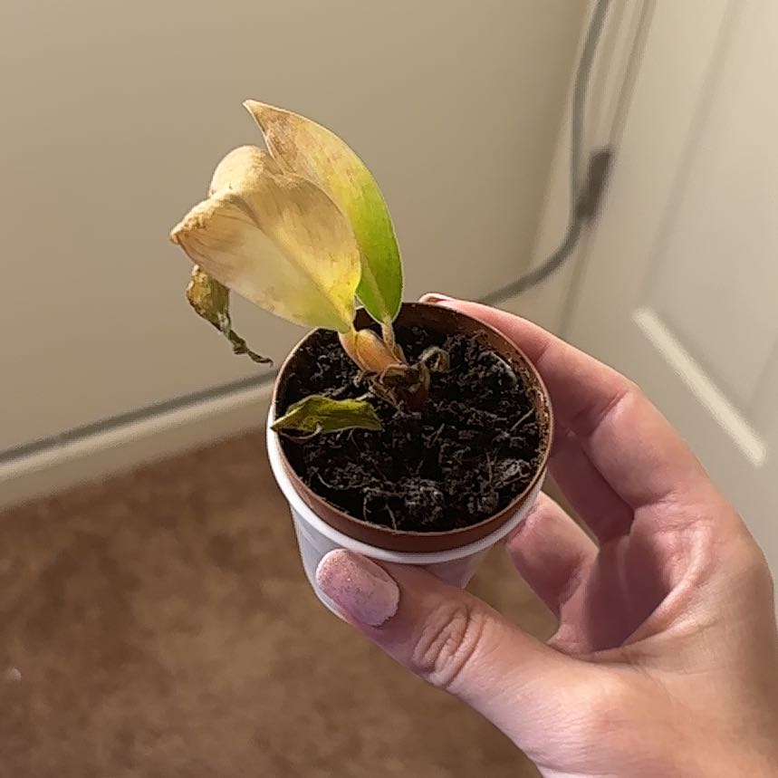 Photo of the plant species Philodendron tangerine by @GamesomeSedum86 named Keanu Leaves on Greg, the plant care app