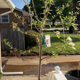 Photo of the plant species Fuji Apple by @ProlificMum7 named Athena on Greg, the plant care app