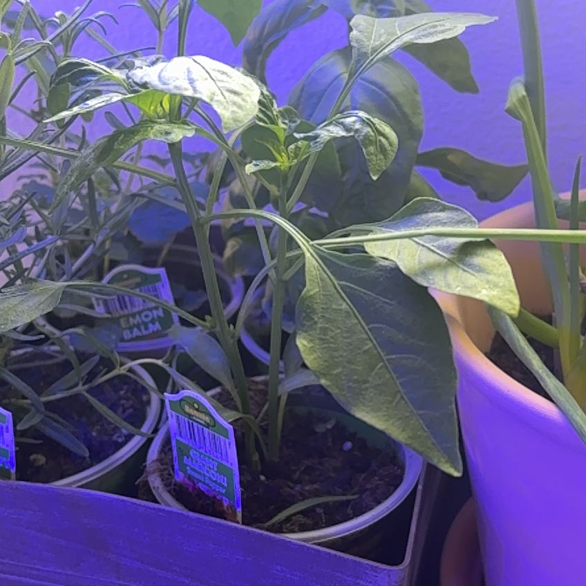 Photo of the plant species Giant Marconi Pepper by @SuaveMontbretia named Leaf Erickson on Greg, the plant care app