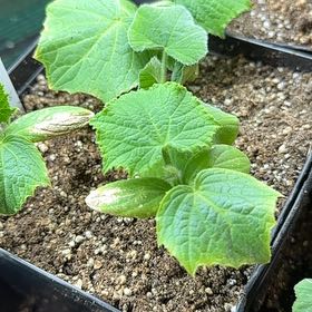 Photo of the plant species Butternut Squash by @KineticGasteria named Drake on Greg, the plant care app