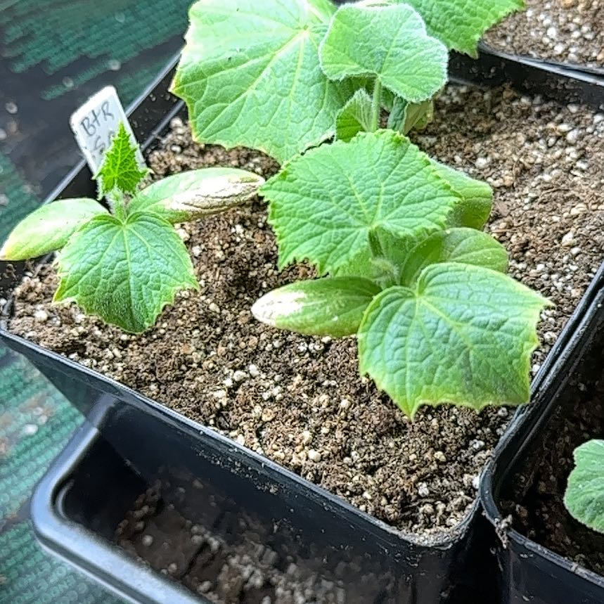 Photo of the plant species Butternut Squash by @KineticGasteria named Butternut squash on Greg, the plant care app