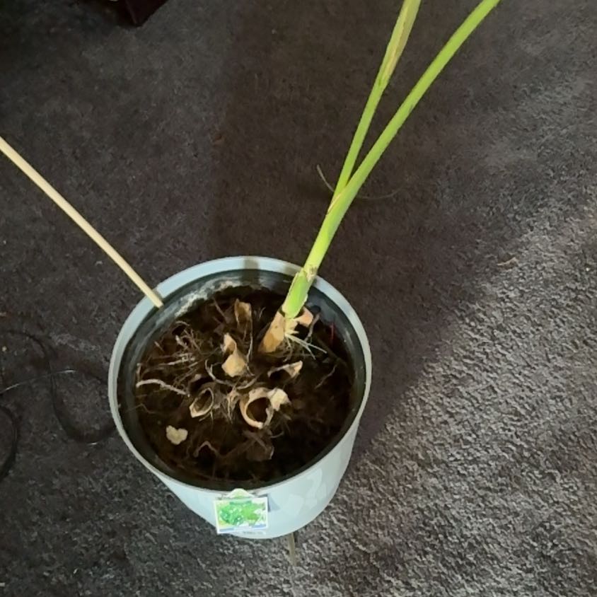 Photo of the plant species Sabal palms by @TopGinger90 named da Vinci on Greg, the plant care app