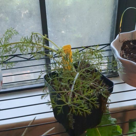 Photo of the plant species Bronze Fennel by @VocalWatermint named Demi on Greg, the plant care app