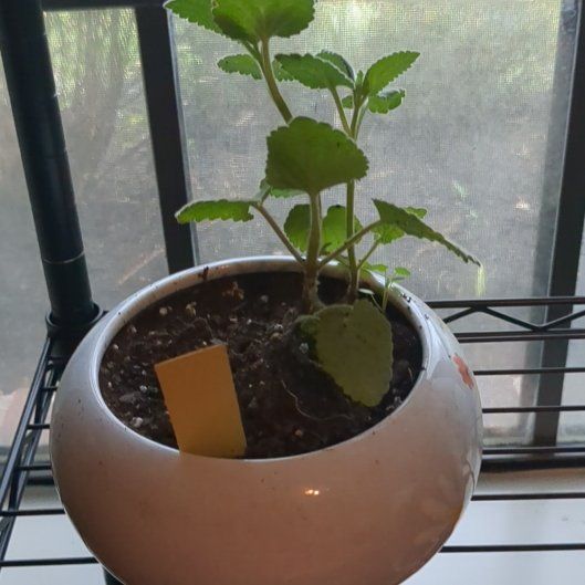 Photo of the plant species Heartleaf Skullcap by @VocalWatermint named Kobe on Greg, the plant care app