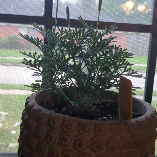 Photo of the plant species Fernleaf Lavender 'Blue Wonder' by @VocalWatermint named Fernie Mac on Greg, the plant care app