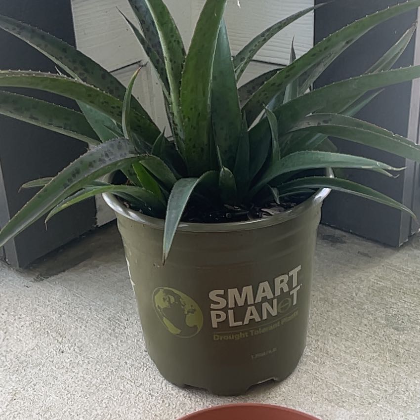 Plant care for Manfreda 'Anderson' on Greg, the plant care app