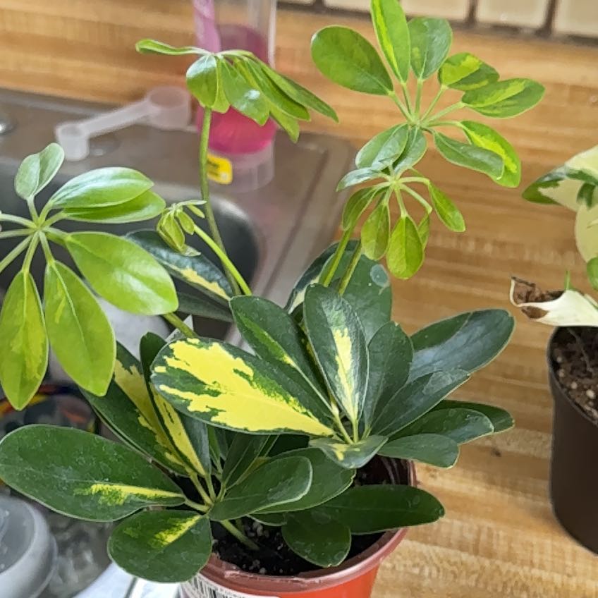Photo of the plant species Hawaiian Schefflera by @BusyKudulily named Gobi on Greg, the plant care app