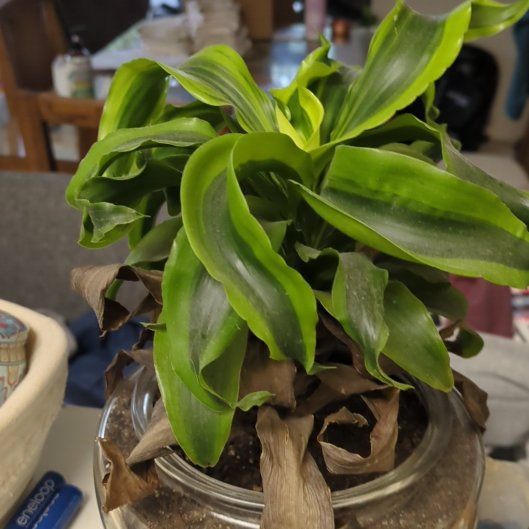 Photo of the plant species Tornado Plant by @QualityTutu16 named Draco on Greg, the plant care app