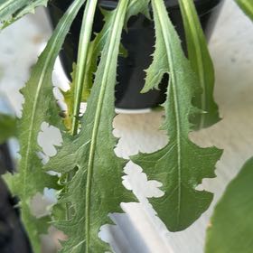 Photo of the plant species Oil Lettuce by @ChicStephanotis named Tree Diddy on Greg, the plant care app