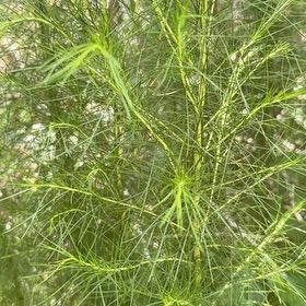 Photo of the plant species Dog Fennel by @PetAraceae59 named Demi on Greg, the plant care app